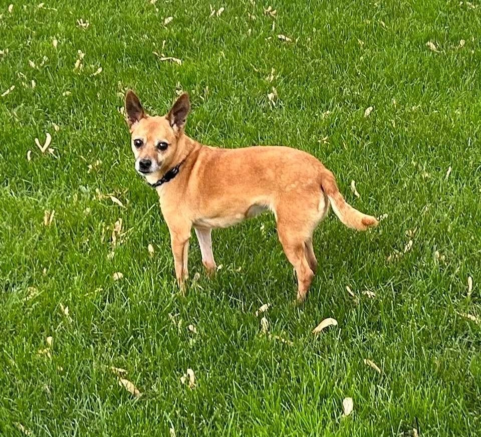 Lily Bell, an adoptable Jack Russell Terrier in Wausau, WI, 54401 | Photo Image 5