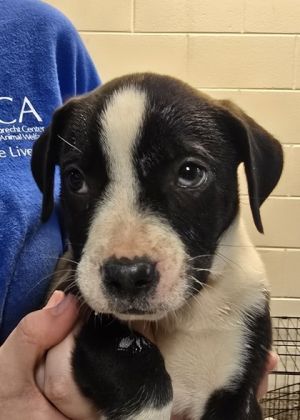 Poca 58284 Pit Bull Terrier Dog