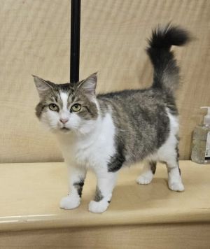 Elrond, Adult Male Domestic Long Hair