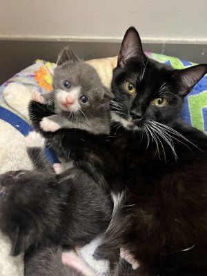 Dopamine Domestic Short Hair Cat