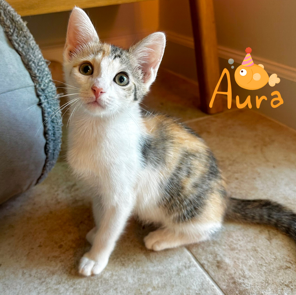 Aura