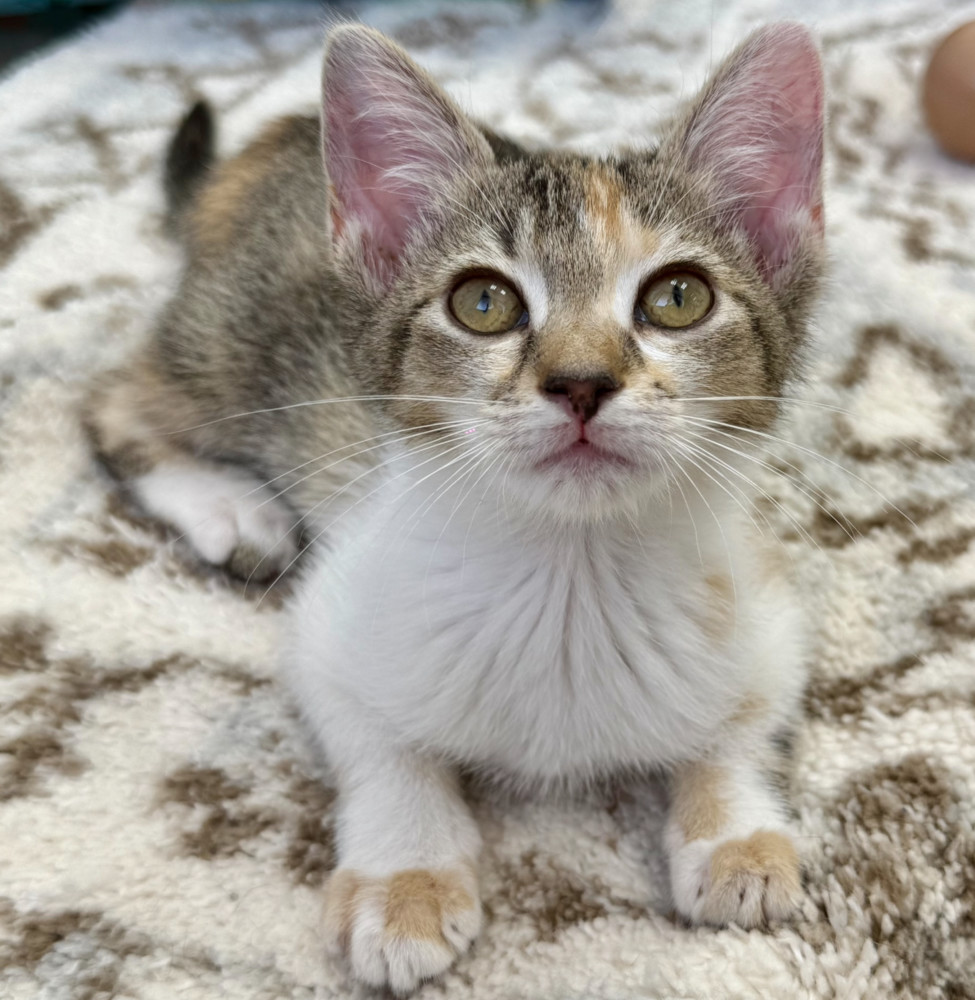 Tula