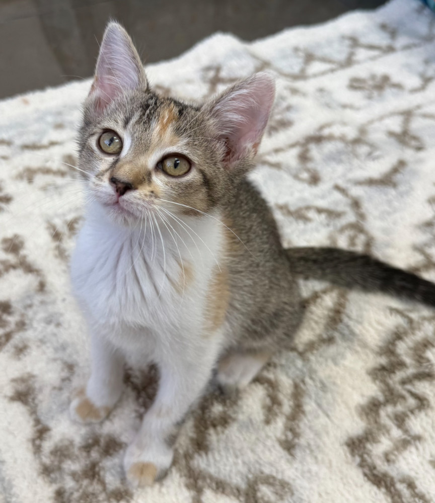 Tula