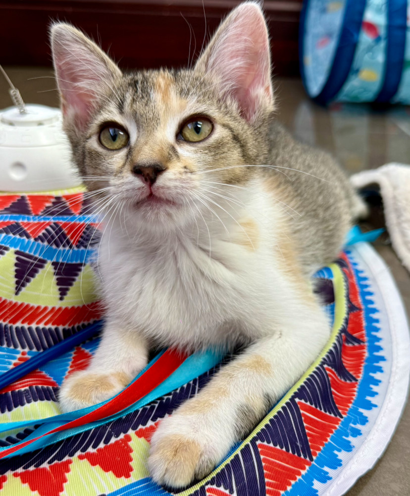 Tula