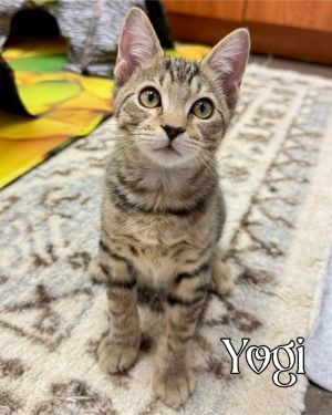 Yogi, Baby Male Tabby