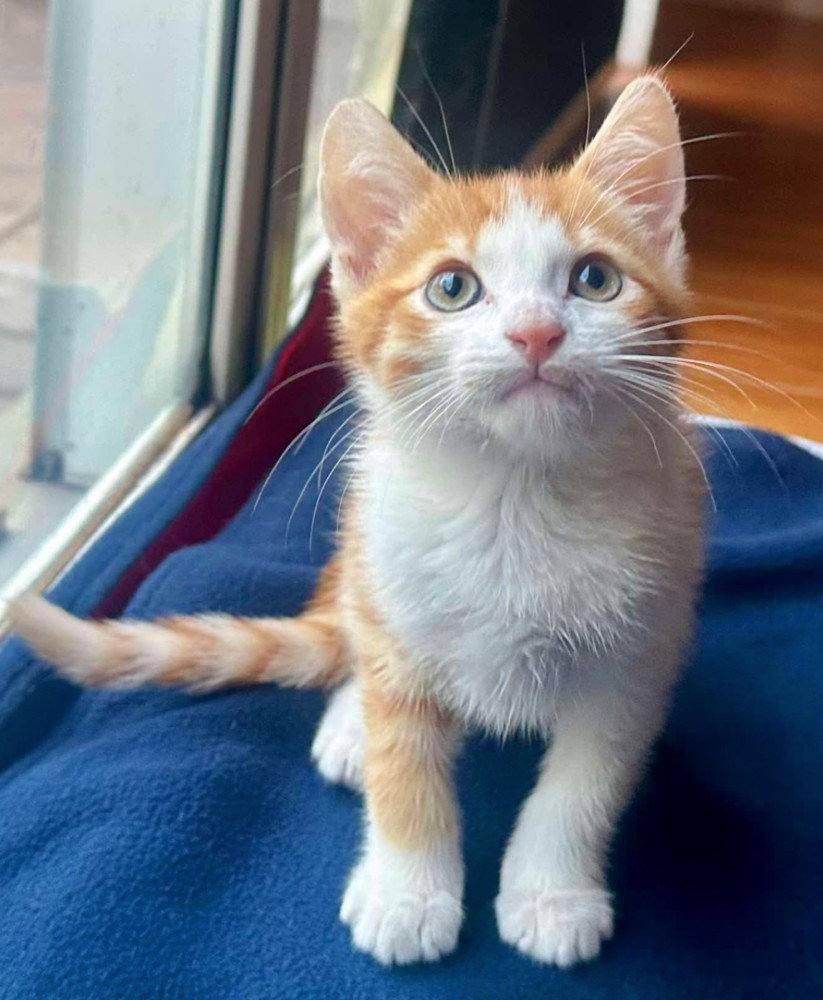 Oscar
