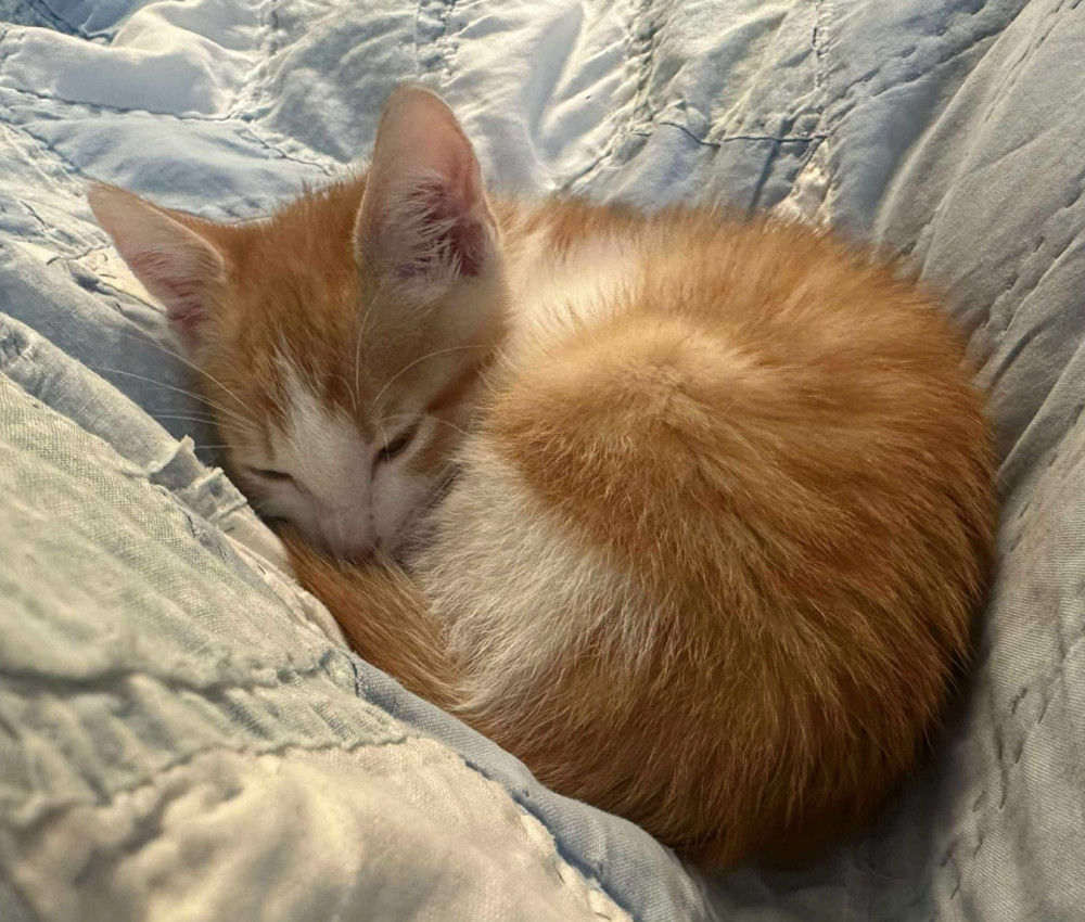 Oscar