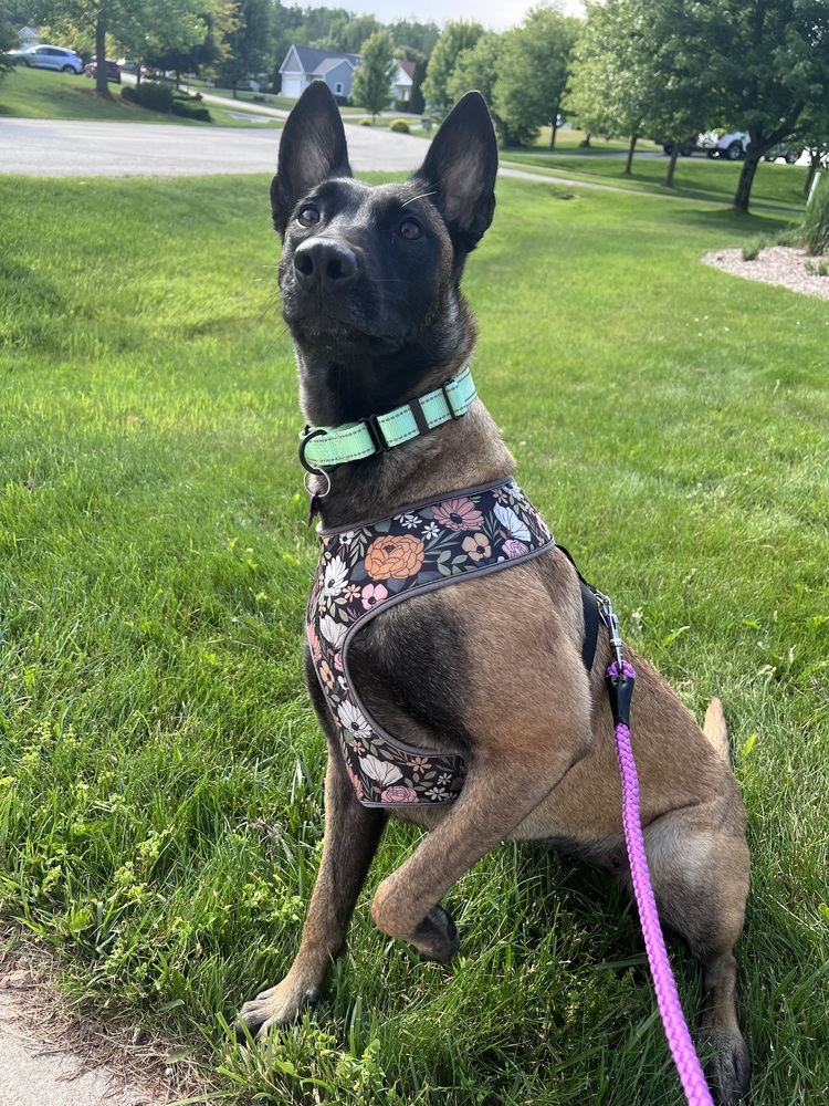 ROMY - Located in MI