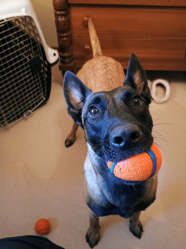 ROMY - Located in MI