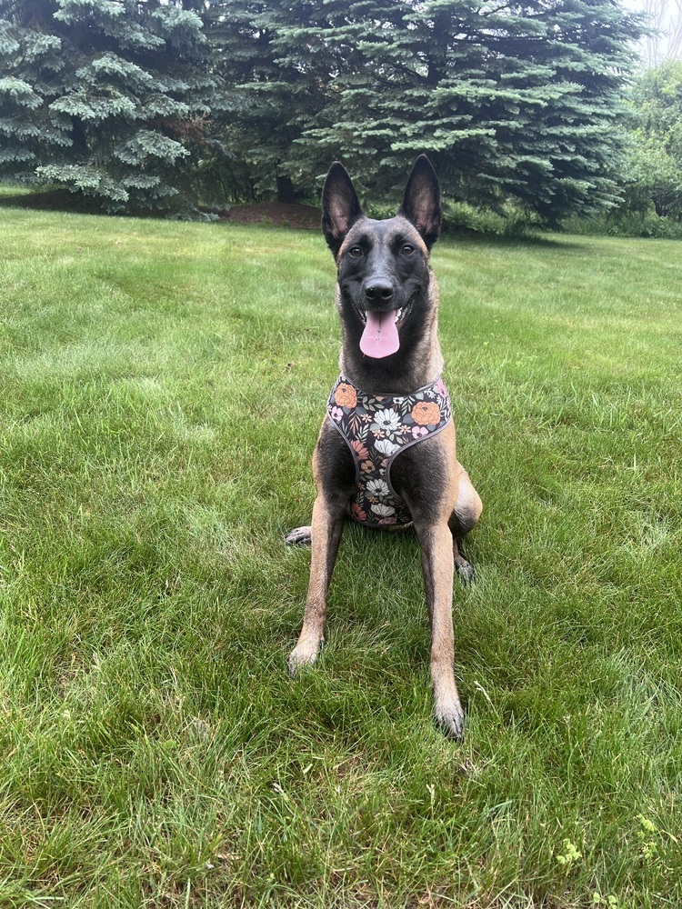 ROMY - Located in MI