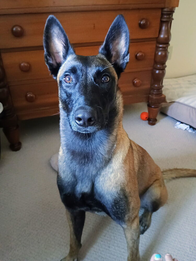 ROMY - Located in MI
