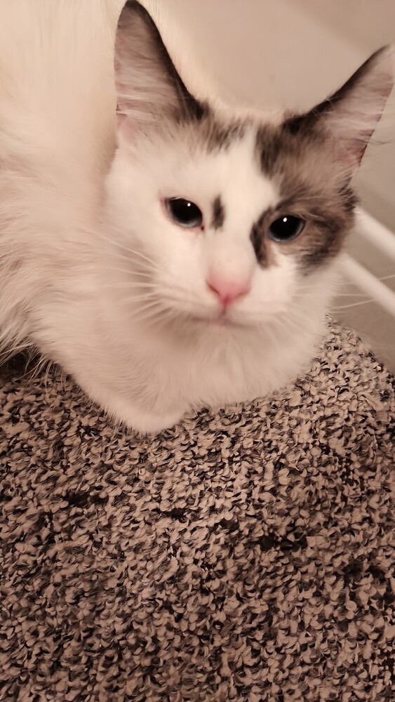 Kalia, an adoptable Ragdoll in Wheaton, IL, 60187 | Photo Image 1