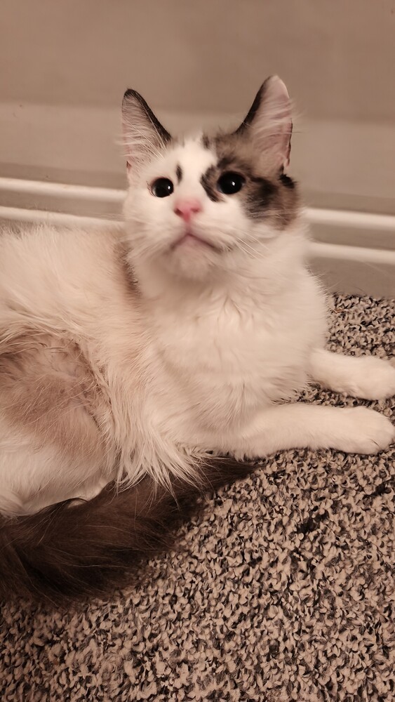 Kalia, an adoptable Ragdoll in Wheaton, IL, 60187 | Photo Image 2