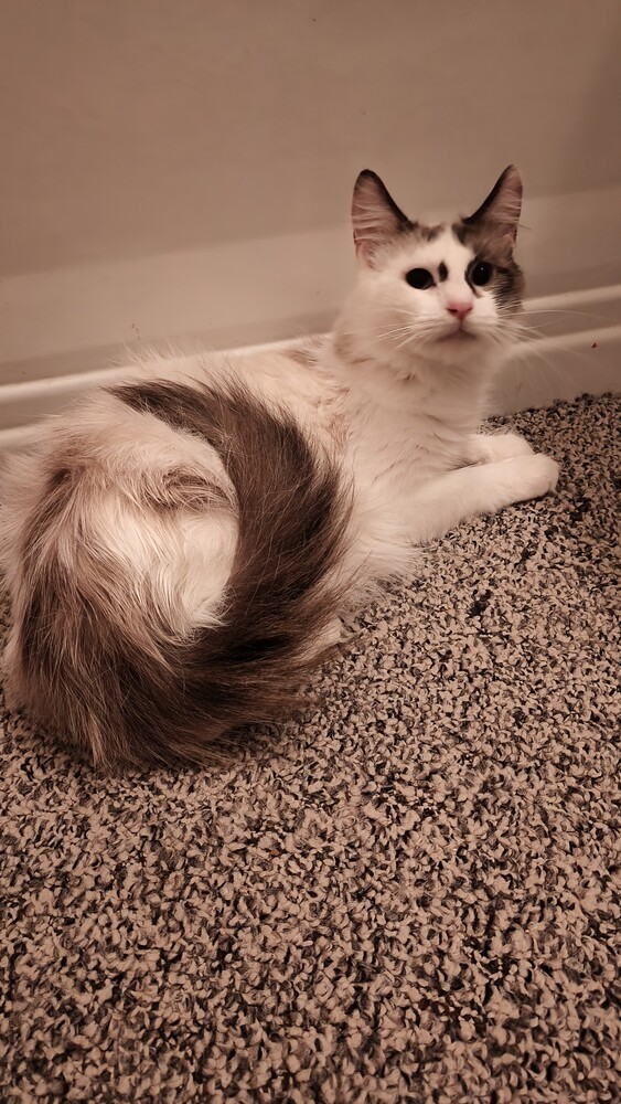 Kalia, an adoptable Ragdoll in Wheaton, IL, 60187 | Photo Image 3