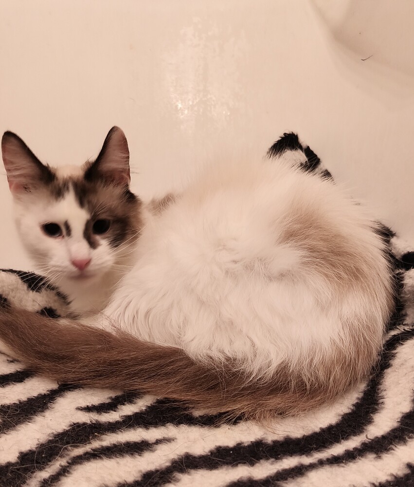 Kalia, an adoptable Ragdoll in Wheaton, IL, 60187 | Photo Image 4