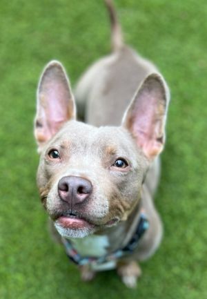 Mon Mixed Breed Dog