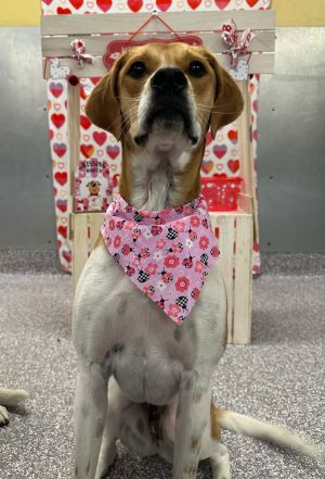 Lucy (Courtesy), Adult Female unknown