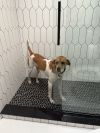 Lucy (Courtesy) photo 3