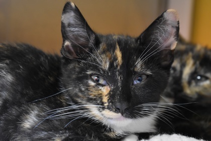Delilah