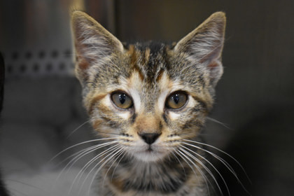 Artemis