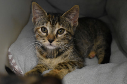 Artemis