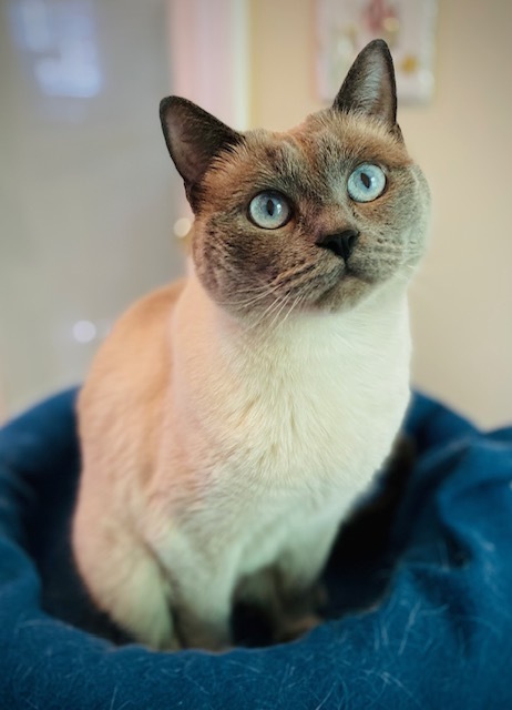 Dinala w/ Shastro, an adoptable Ragdoll in Duxbury, MA, 02331 | Photo Image 1