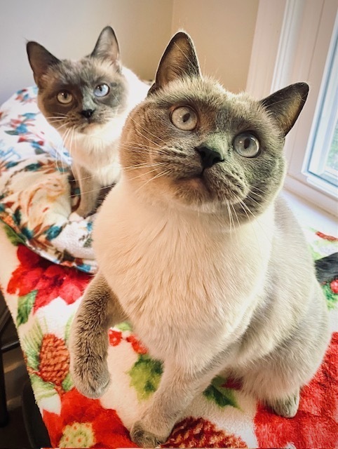Dinala w/ Shastro, an adoptable Ragdoll in Duxbury, MA, 02331 | Photo Image 2