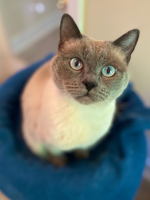 Dinala w/ Shastro, an adoptable Ragdoll in Duxbury, MA, 02331 | Photo Image 3
