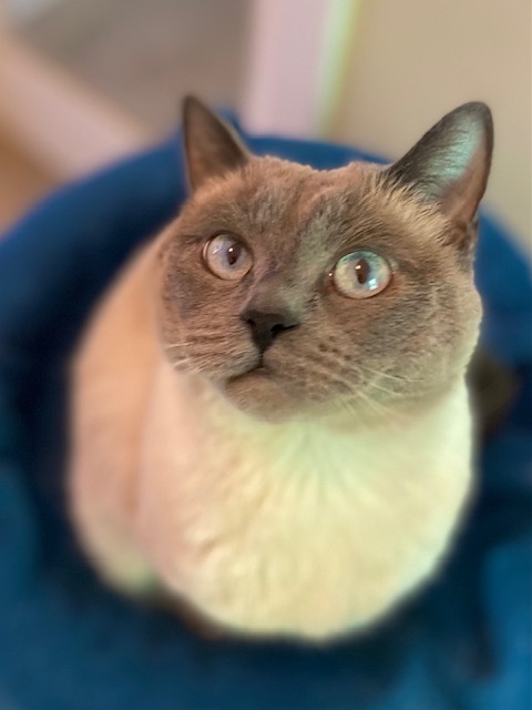 Dinala w/ Shastro, an adoptable Ragdoll in Duxbury, MA, 02331 | Photo Image 5