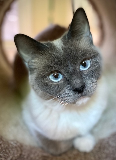 Shastro w/ Dinala, an adoptable Ragdoll in Duxbury, MA, 02331 | Photo Image 1