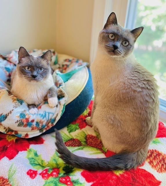 Shastro w/ Dinala, an adoptable Ragdoll in Duxbury, MA, 02331 | Photo Image 2