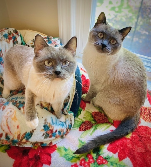Shastro w/ Dinala, an adoptable Ragdoll in Duxbury, MA, 02331 | Photo Image 4