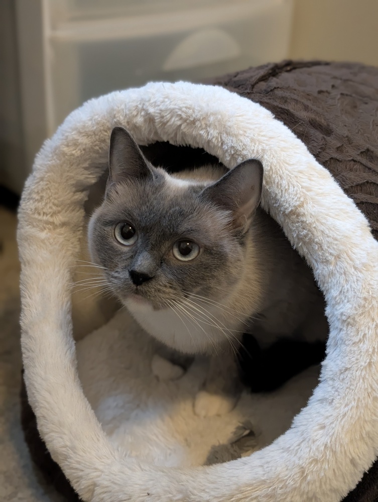 Shastro w/ Dinala, an adoptable Ragdoll in Duxbury, MA, 02331 | Photo Image 5