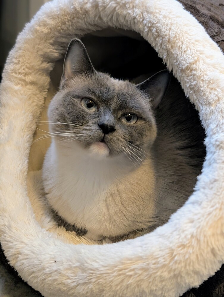 Shastro w/ Dinala, an adoptable Ragdoll in Duxbury, MA, 02331 | Photo Image 6