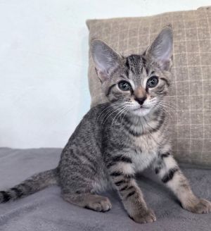 Tiger Tabby Cat
