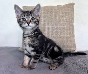 Gigi Tabby Cat