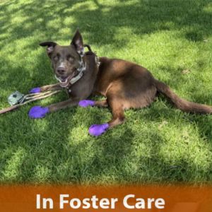FOSTER CARE Hello my name is Rudy and Im a 3-year-old neutered shepherd mix that currently weigh