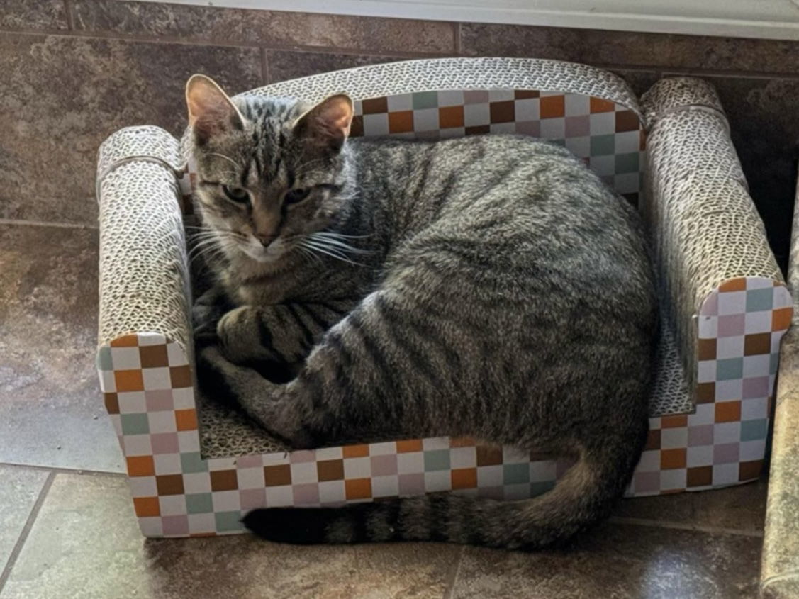 Milton *FOSTER HOME NEEDED*