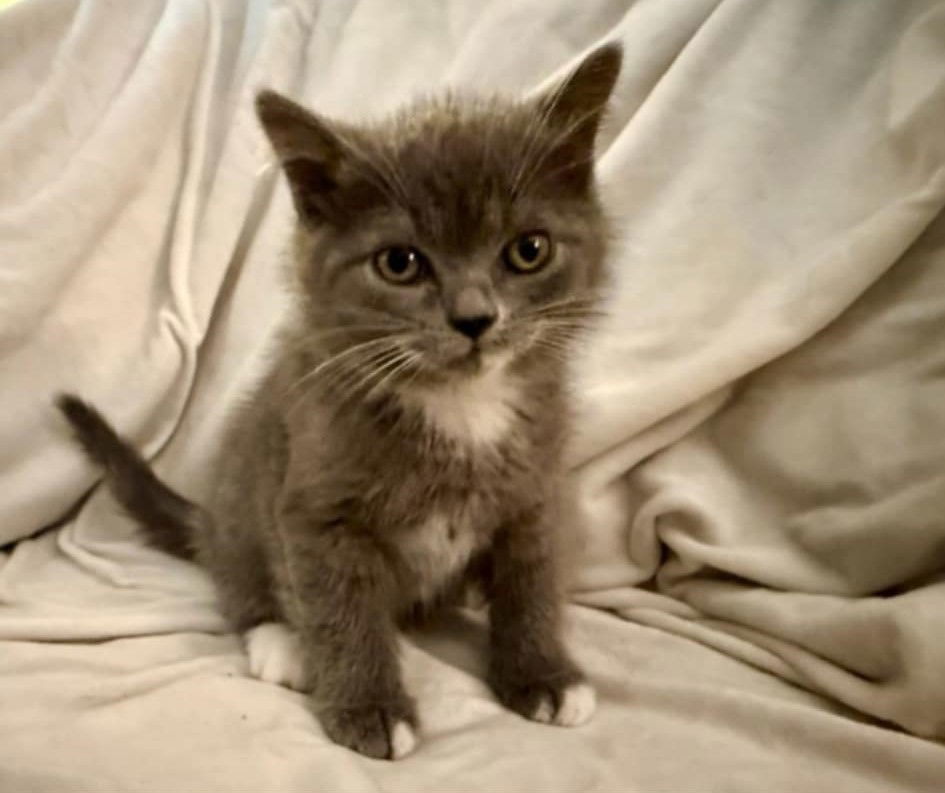 Squish