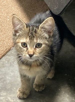Skittles (FSG), Baby Female Torbie