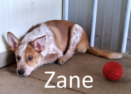Zane