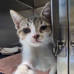Shake It, Baby Female Domestic Short Hair