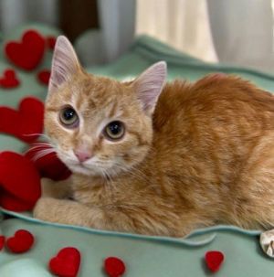Tangerine, Young Female Domestic Short Hair