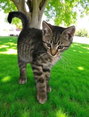 Homer Zuckerman, Young Male Domestic Short Hair