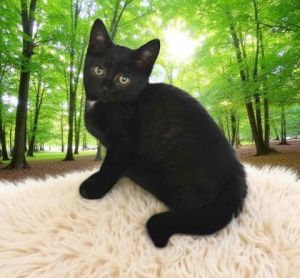 Charlotte, Young Female Domestic Short Hair