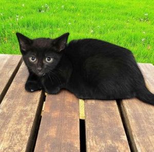 Kassandra, Young Female Domestic Short Hair