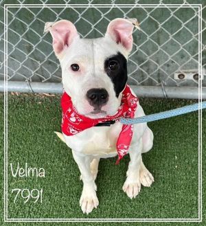 Primary Color White Secondary Color Black Weight 33lbs Age 1yrs 1mths 2wks Animal has been Spaye