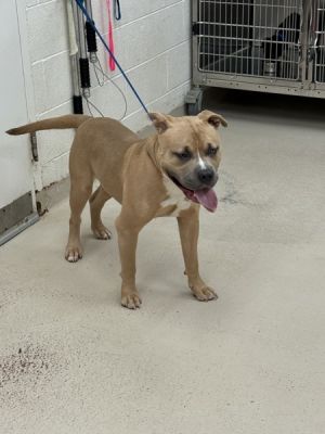 Primary Color Tan Secondary Color White Age 1yrs 0mths 1wks