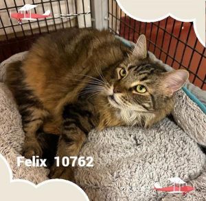 Primary Color Brown Tabby Secondary Color White Weight 23375lbs Age 4yrs 0mths 1wks Animal has 