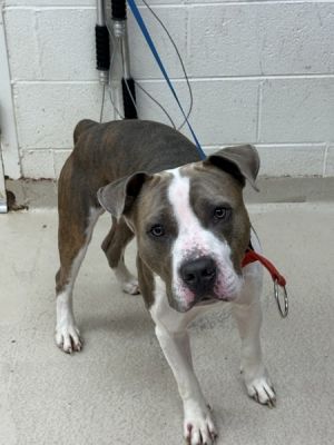 Primary Color White Secondary Color Brown Weight 0lbs Age 2yrs 0mths 1wks